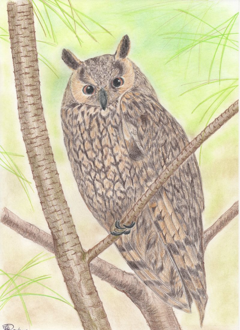 Matite colorate - Gufo comune